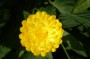 ringelblume_4