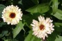ringelblume_5