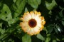 ringelblume_6