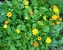ringelblumen_1