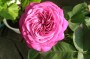 rose_10