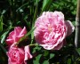 rose_3