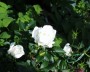 rose_6