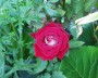 rose_8