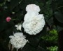 rose_9