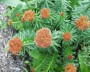 rosenwurz_1