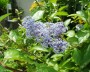 saeckelblume_1