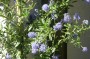 saeckelblume_2