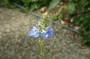 salbei_7