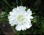 scabiose_2