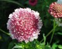 scabiose_4