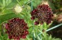 scabiose_6