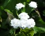 schafgarbe_7