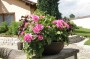 schale_3