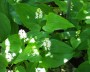 schattenbluemchen_1