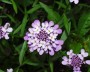 schleifenblume_2