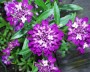 schleifenblume_3