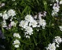 schleifenblume_4