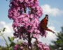 schmetterling_1