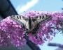 schmetterling_2