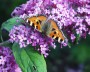 schmetterling_3
