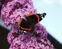 schmetterling_4