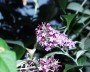 schmetterling_6
