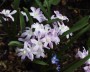 schneeglanz_2