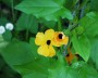 schw_susanne_1