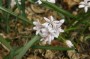 scilla _2