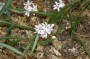 scilla_1 