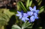 scilla_3