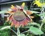 sonnenblume_5