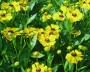 sonnenbraut_1