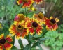 sonnenbraut_3