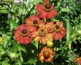 sonnenbraut_4