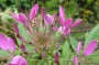 spinnenpflanze_1