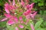 spinnenpflanze_2