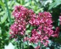 spornblume_1