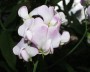 staudenwicke_1