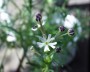 sternbalsam_1