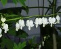 traenendes_herz_2