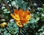 trollblume_1