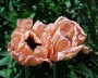 tuerkenmohn_1