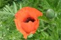 tuerkenmohn_2