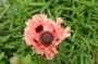 tuerkenmohn_3