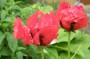 tuerkenmohn_4