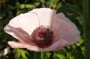 tuerkenmohn_5