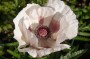 tuerkenmohn_6