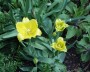 tulpe_1